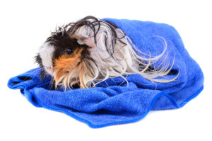 guinea pig wet in a towel