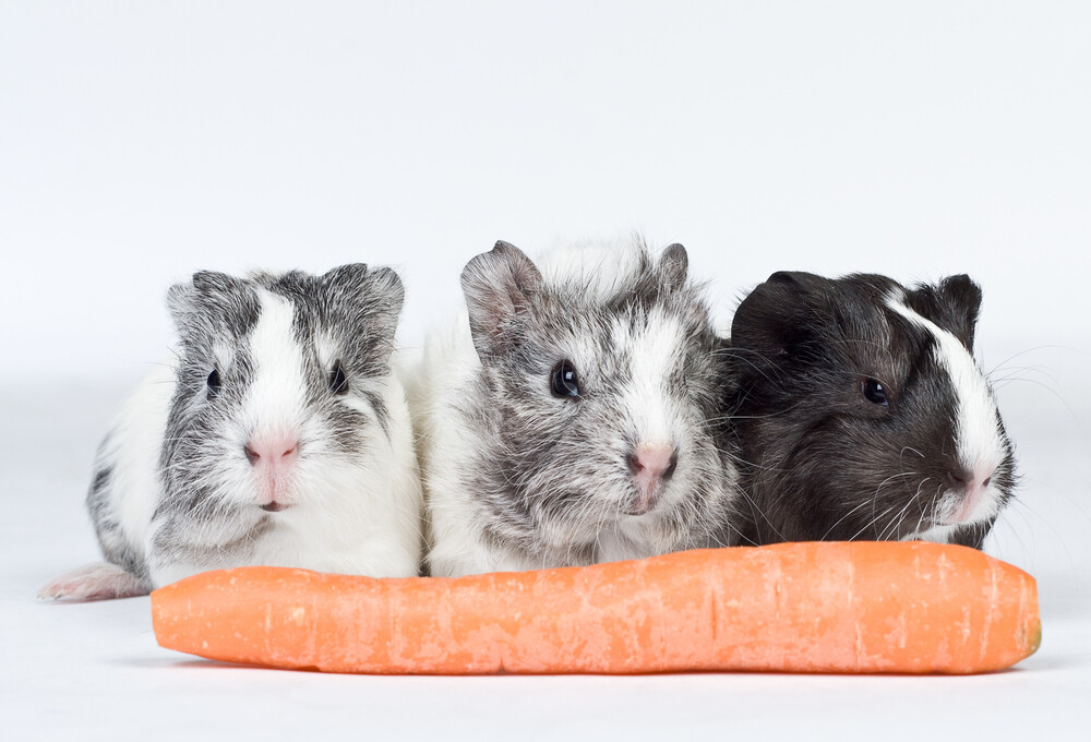 Can Guinea Pigs Eat Butternut Squash? » Petsoid