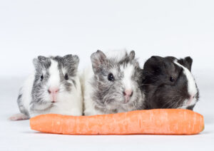 guinea pigs and carrot