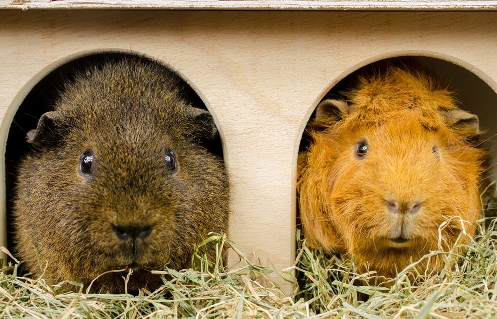 guinea pigs buddies eat