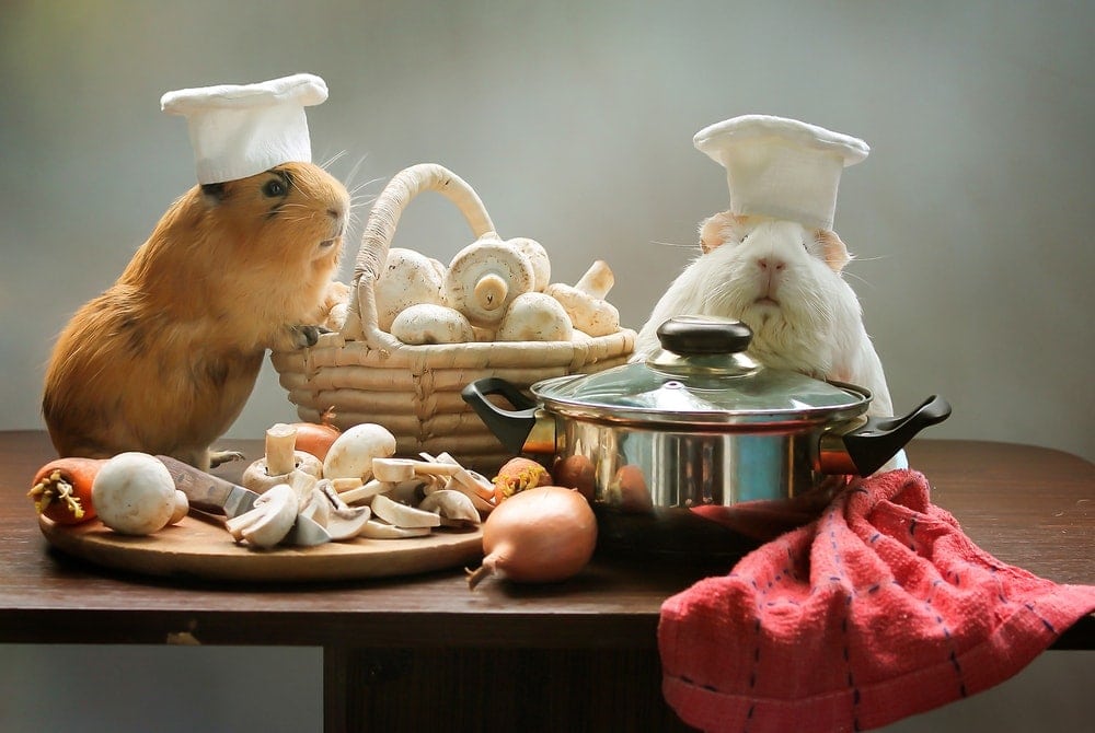 What Do Guinea Pigs Eat? Diet Guide » Petsoid