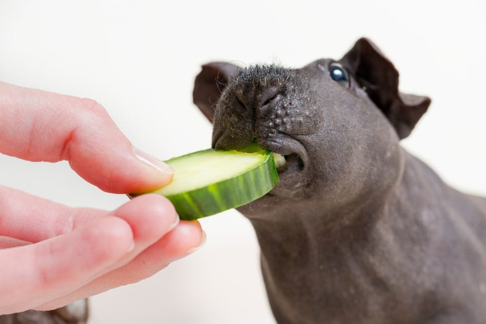 Can Guinea Pigs Eat Cucumbers? » Petsoid