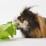 hairy guinea pig eating