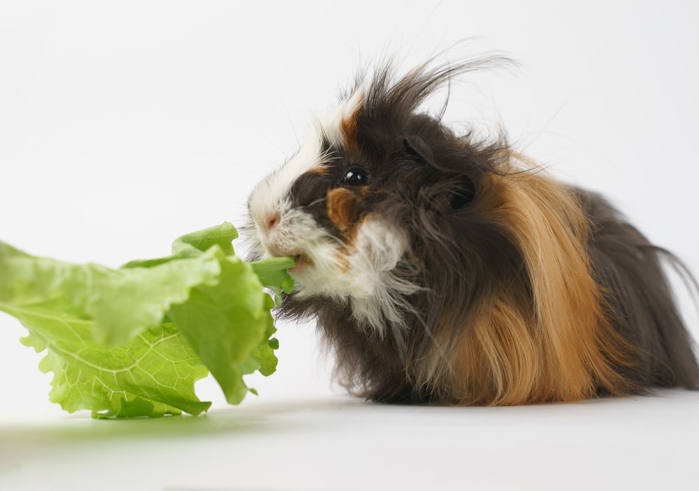 hairy guinea pig eating