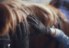 How to Identify Horse Skin Diseases And Conditions