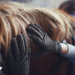hands horse skin