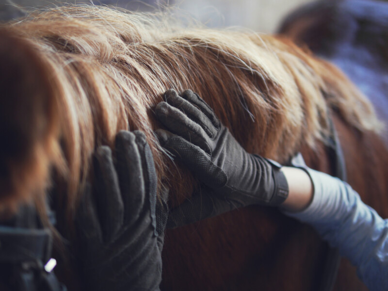 How to Identify Horse Skin Diseases And Conditions » Petsoid