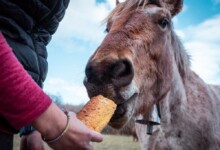 Can Horses Eat Bread?