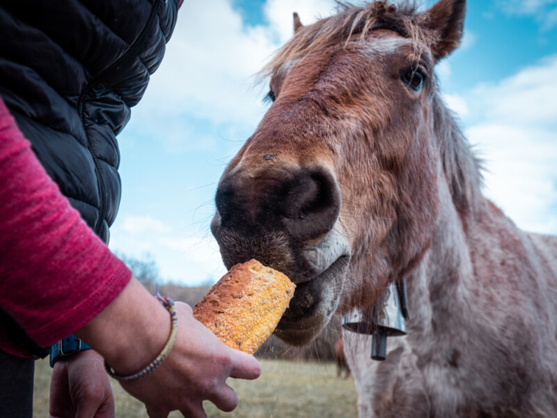 Can Horses Eat Bread? » Petsoid