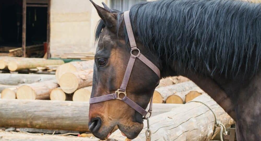  Why  Do Horses Chew  Wood  Petsoid