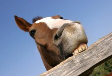 Why Do Horses Chew Wood?