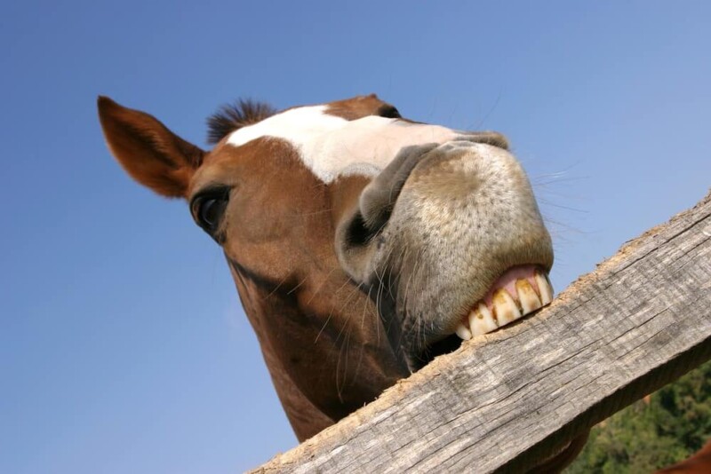 Why Do Horses Chew Wood? » Petsoid