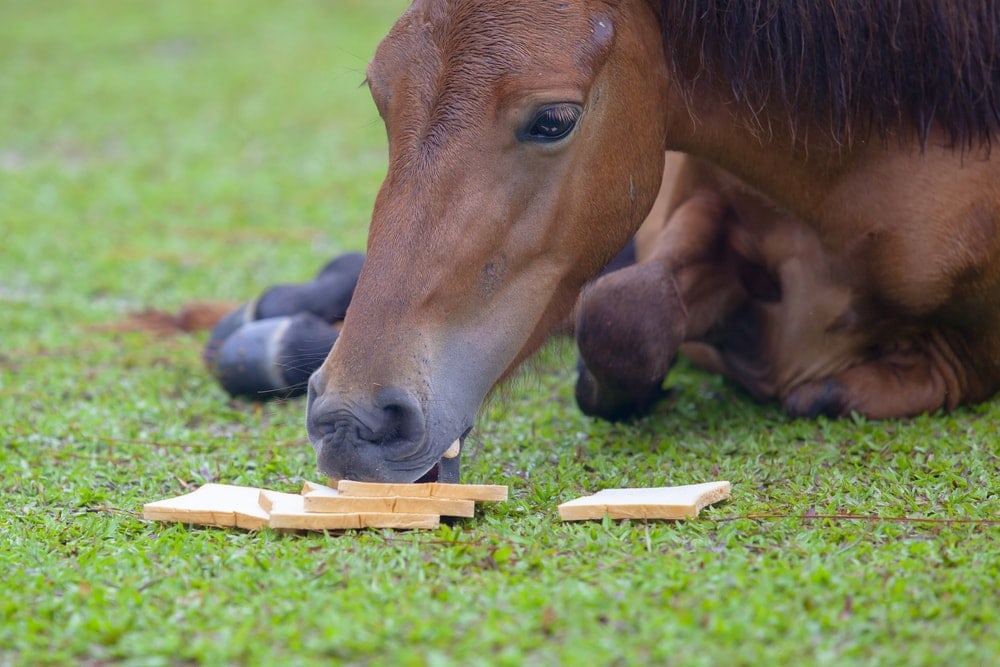 horse eating bread