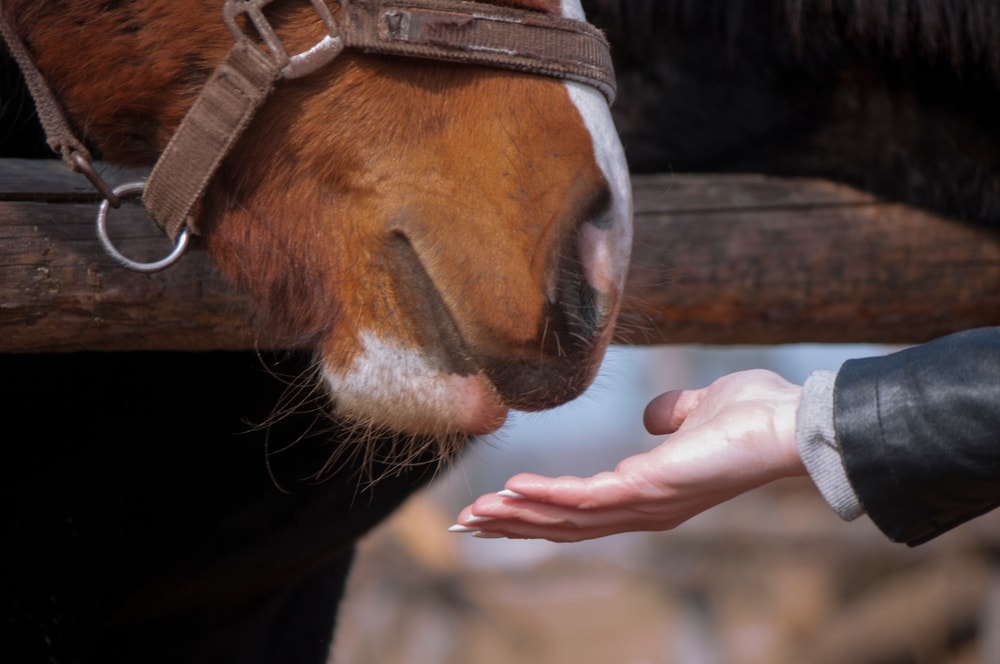 horse eating from hand