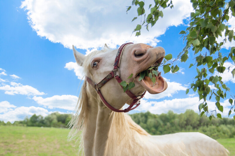 What Do Horses Eat? Food Guide » Petsoid