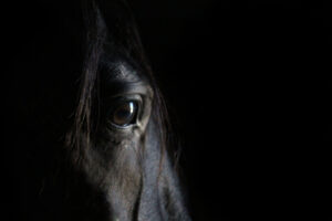 horse eye white black