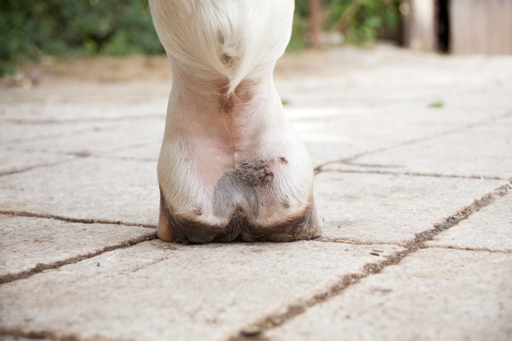 horse leg