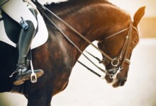 How To Teach Your Horse To Neck Rein