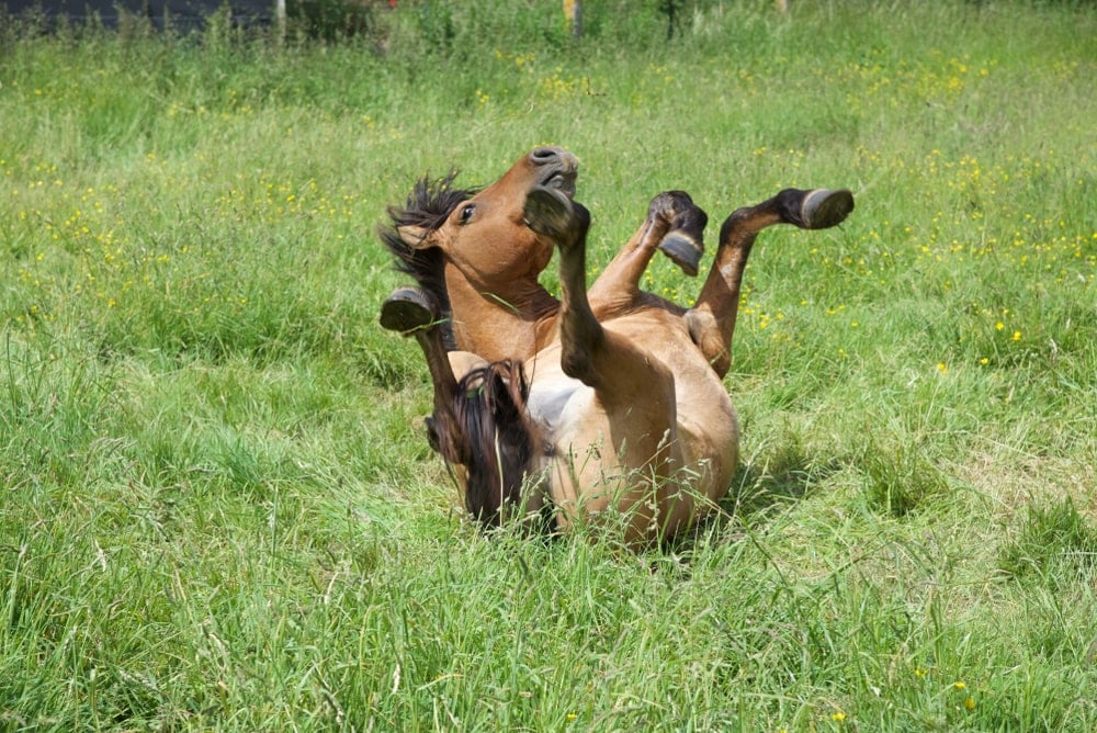 horse rolling in a grass
