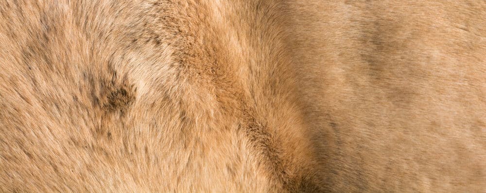 horse skin e1590647539774