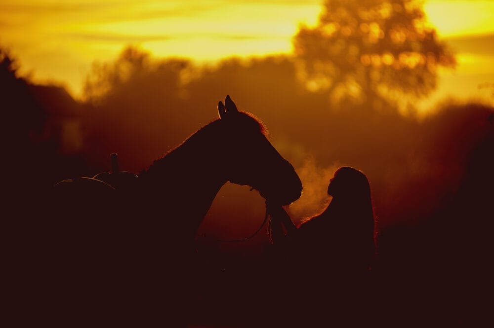 horse sunset 1 e1590590204213