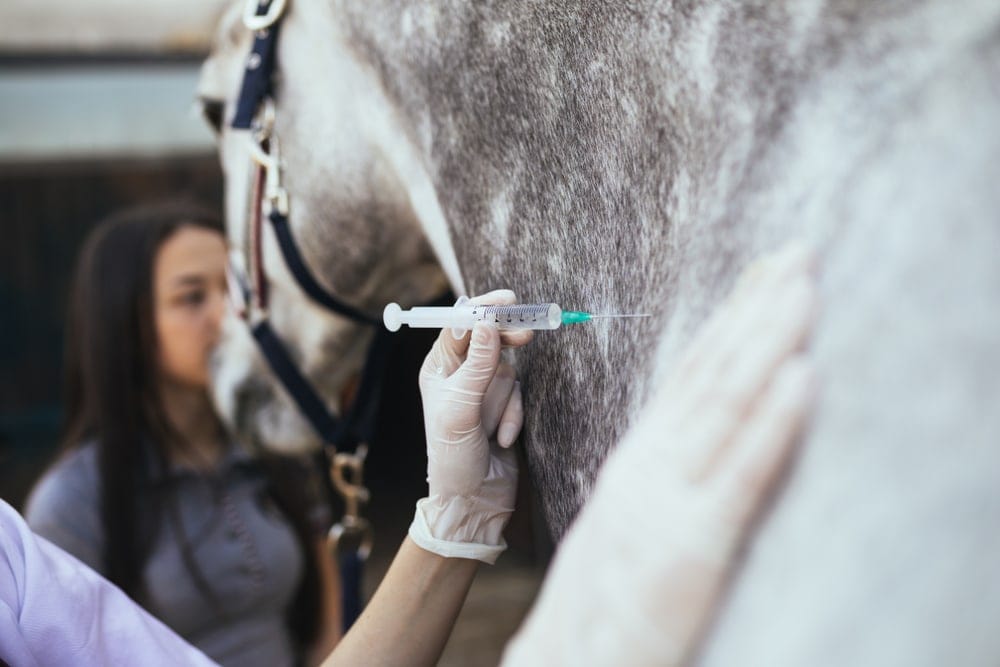 injection to horse