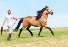 How to Lunge Train Your Horse