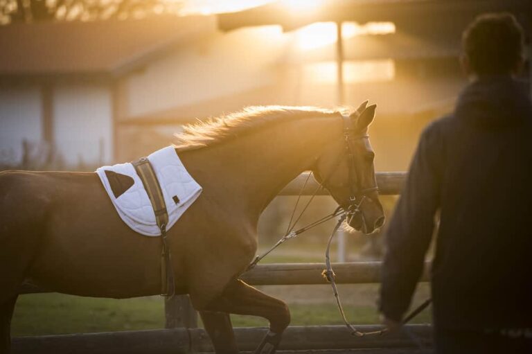 How to Lunge Train Your Horse » Petsoid