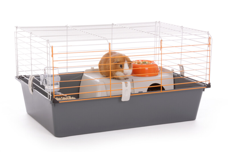 4 Different Types of Guinea Pig Cages » Petsoid