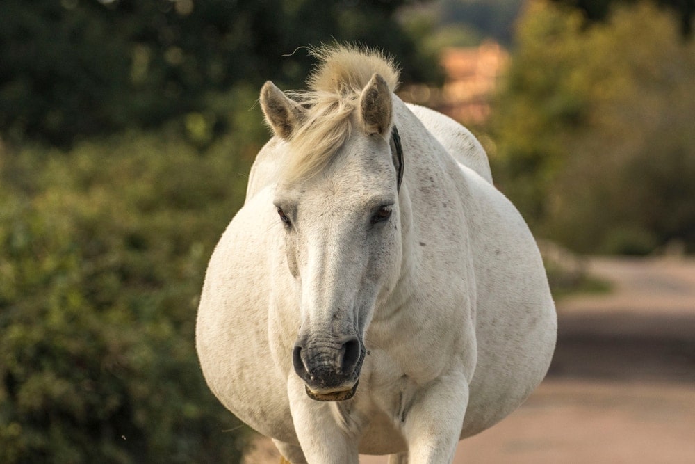 pregnant white horse