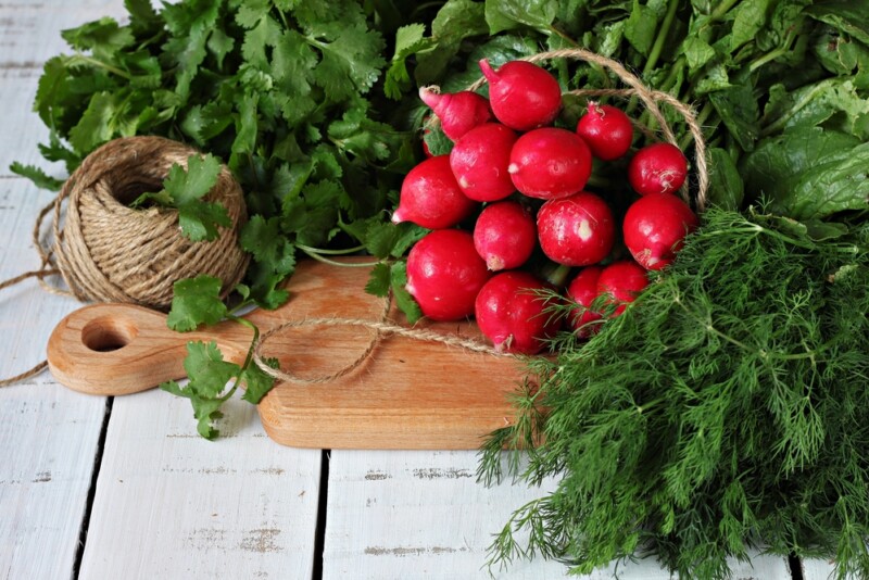 Can Guinea Pigs Eat Radishes? » Petsoid