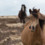 sad brown hairy horse