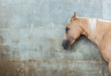 Diarrhea in Horses: Treatments & Info