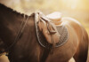 How Much Do Riding Saddles Cost?