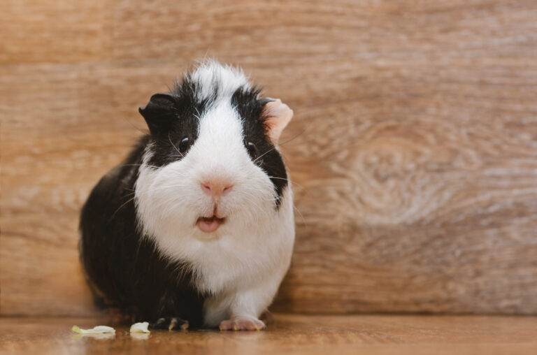 How to Pick up a Guinea Pig Properly » Petsoid