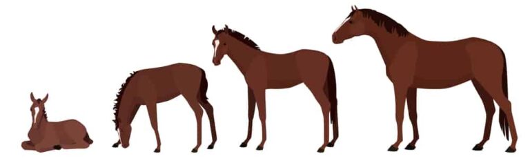 How Long Do Horses Live? Average Horse Lifespan » Petsoid