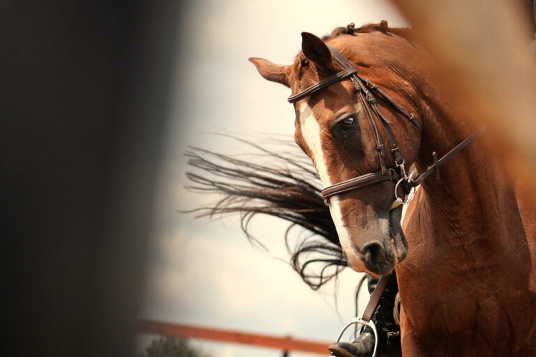 How To Bridle a Horse » Petsoid