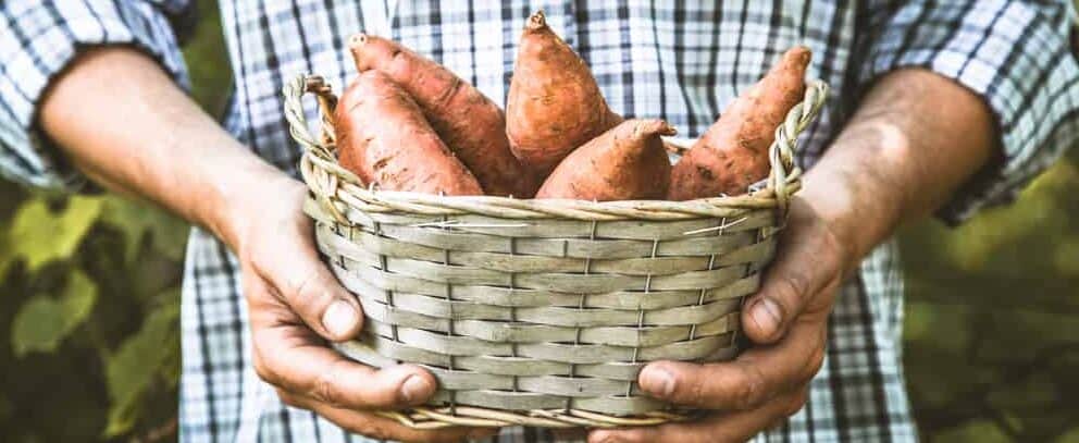 sweet potato in a basket e1590155825890