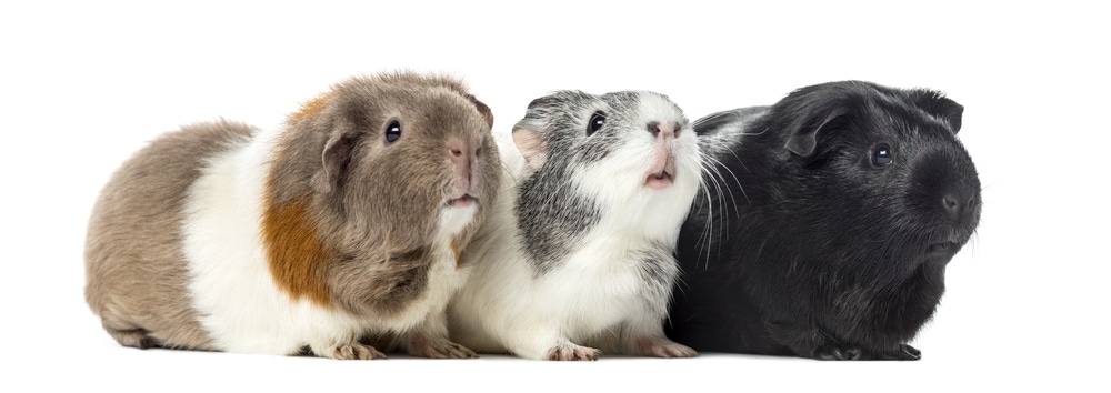 Guinea Pig Sounds How They Communicate Petsoid,Nursing Jobs From Home Rn