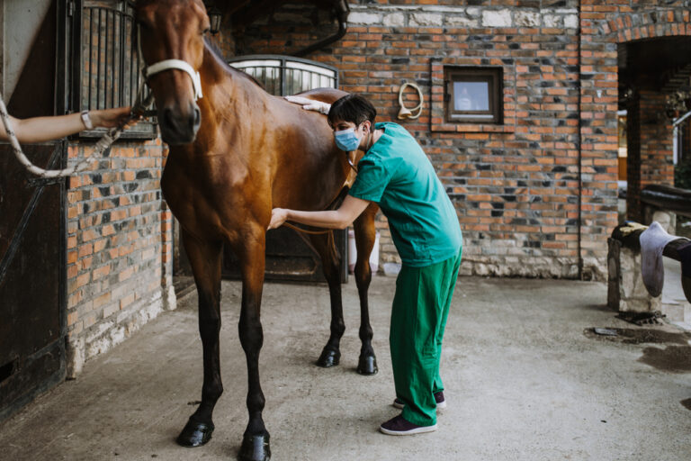 What to Do When a Horse Develops Colic » Petsoid