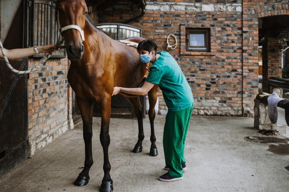 vet and horse