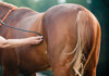 Symptoms & Stages of Pregnancy in Horses