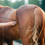 vet checks pregnant horse