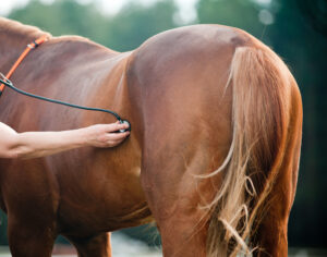 vet checks pregnant horse