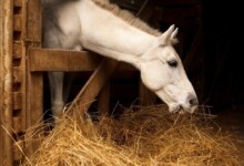 How Much Hay Does a Horse Eat?