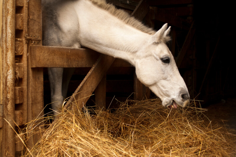 How Much Hay Does A Horse Eat Petsoid