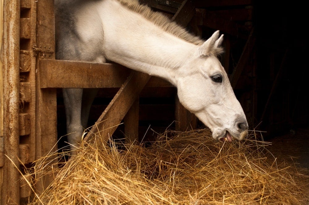 white horse eating hay