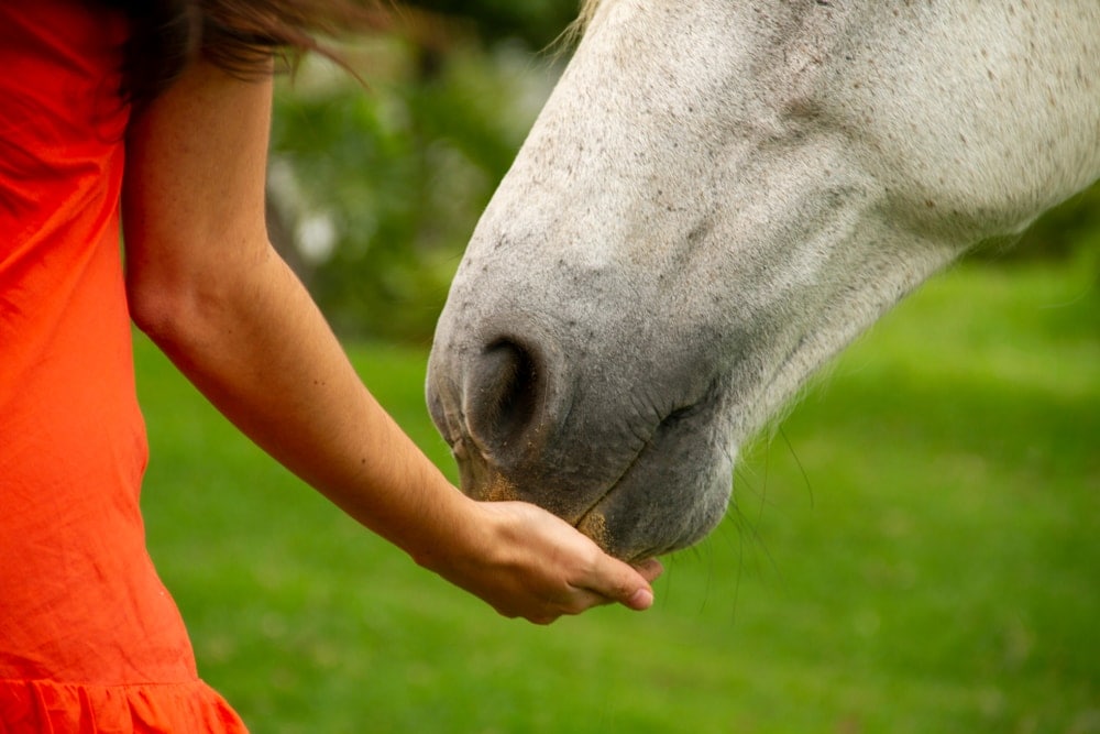 white horse nose