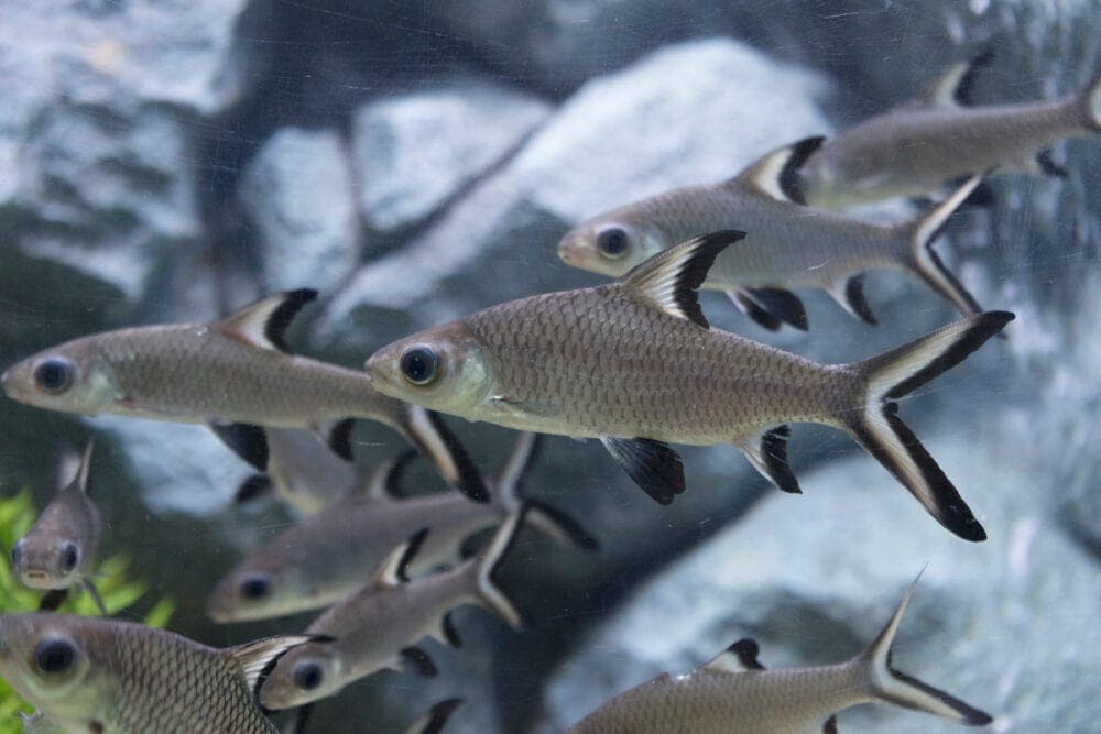 Bala Shark in an aquarium