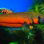 Betta Macrostoma bright e1591115189483